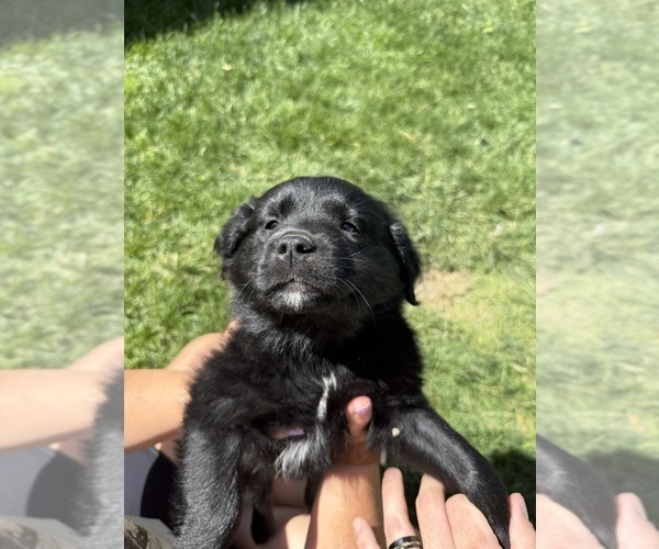 Medium Photo #7 Golden Retriever-Miniature Australian Shepherd Mix Puppy For Sale in LOGAN, UT, USA