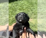 Small Photo #7 Golden Retriever-Miniature Australian Shepherd Mix Puppy For Sale in LOGAN, UT, USA