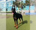 Small Photo #29 Doberman Pinscher Puppy For Sale in FORT LAUDERDALE, FL, USA