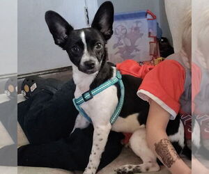 Rat-Cha Dogs for adoption in Batavia, OH, USA
