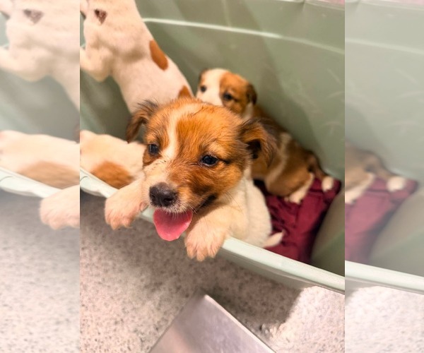 Medium Photo #1 Jack Russell Terrier-Parson Russell Terrier Mix Puppy For Sale in Holly Springs, NC, USA