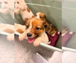 Small Jack Russell Terrier-Parson Russell Terrier Mix