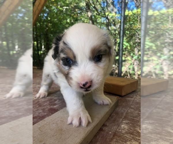 Medium Photo #3 Australian Shepherd Puppy For Sale in ROCK SPRING, GA, USA
