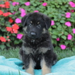 Small Photo #1 German Shepherd Dog Puppy For Sale in GAP, PA, USA
