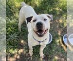 Small #1 American Pit Bull Terrier Mix