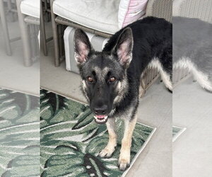 German Shepherd Dog Dogs for adoption in New Hill, NC, USA