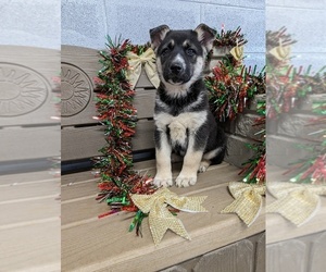 German Shepherd Dog-Siberian Husky Mix Puppy for Sale in ELKTON, Kentucky USA