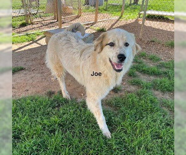 Medium Photo #4 Golden Pyrenees Puppy For Sale in Newfoundland, PA, USA