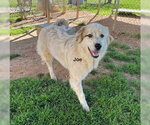 Small #3 Golden Pyrenees