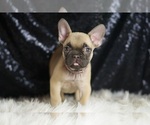 Small Photo #5 French Bulldog Puppy For Sale in WARSAW, IN, USA