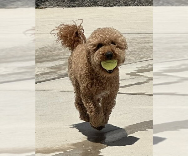 Medium Photo #3 Goldendoodle (Miniature) Puppy For Sale in Lancaster, PA, USA