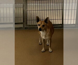 Chihuahua-Unknown Mix Dogs for adoption in Martinez, CA, USA