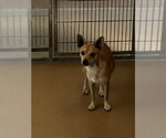 DONATELLO - Male Chihuahua-Unknown Mix Dog for Adoption - Small photo