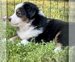 Small Photo #43 Miniature Australian Shepherd Puppy For Sale in LA CANADA FLINTRIDGE, CA, USA