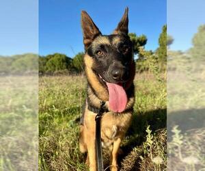 Medium German Shepherd Dog