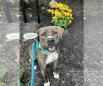 Small #48 American Pit Bull Terrier-Mountain Cur Mix