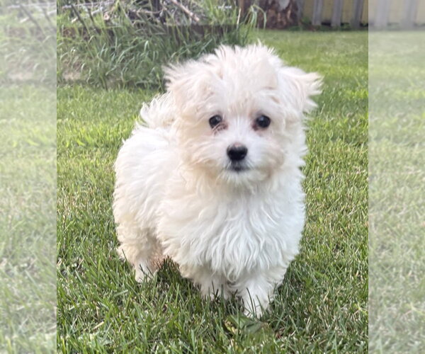 Medium Photo #1 Maltese-Unknown Mix Puppy For Sale in Andover, MN, USA