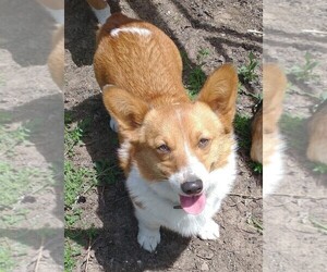 Mother of the Pembroke Welsh Corgi puppies born on 06/23/2023