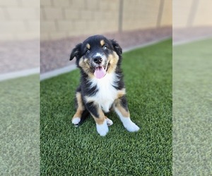 Australian Shepherd Puppy for sale in PHOENIX, AZ, USA