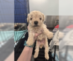 Small #4 Poodle (Miniature) Mix