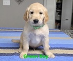 Small #5 Golden Retriever