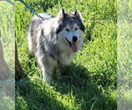 Small #20 Samoyed-Siberian Husky Mix