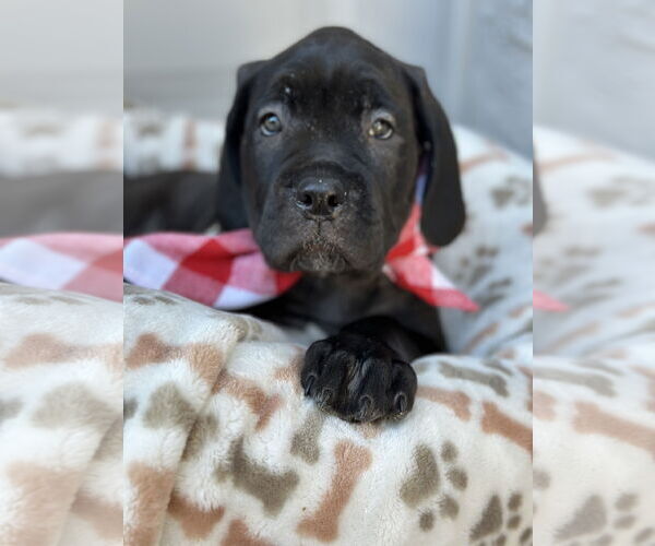Medium Photo #1 Mutt Puppy For Sale in Goodyear, AZ, USA