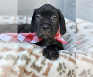 Mutt Dogs for adoption in Goodyear, AZ, USA