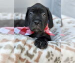 Small Mutt