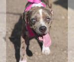 Small American Staffordshire Terrier Mix