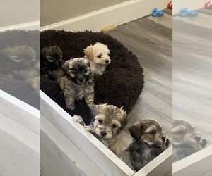 Morkie-Poodle (Toy) Mix Puppy for sale in OREGON CITY, OR, USA