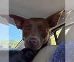 Small #10 Australian Kelpie Mix
