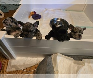 French Bulldog Puppy for sale in BROWN DEER, WI, USA