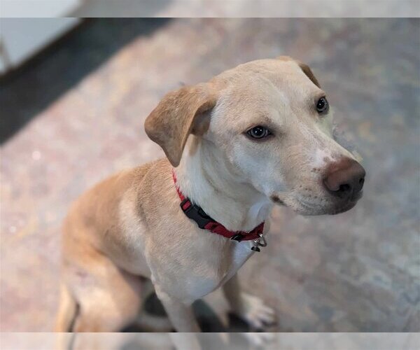 Medium Photo #1 Labrador Retriever-Unknown Mix Puppy For Sale in New York, NY, USA