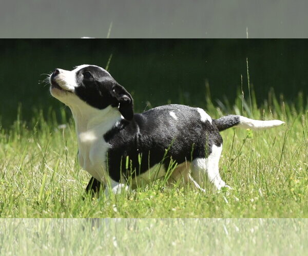 Medium Photo #3 Shepradors Puppy For Sale in Mechanicsburg, PA, USA