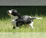 Small #2 Shepradors