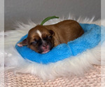 Small Photo #6 Shorkie Tzu Puppy For Sale in COLORADO SPRINGS, CO, USA