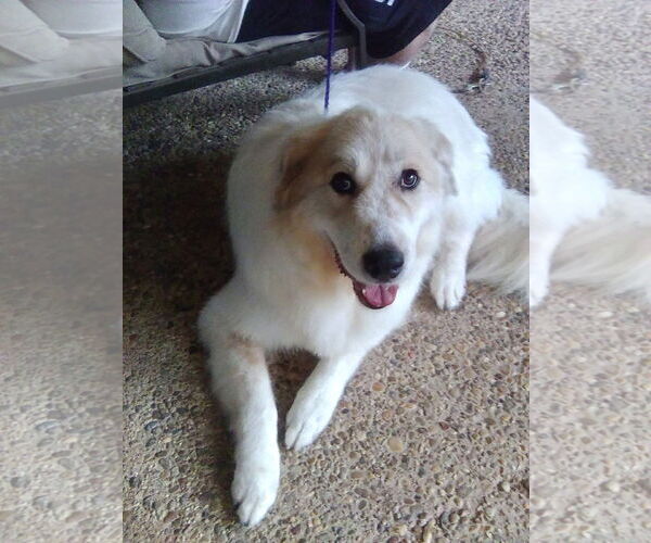 Medium Photo #2 Great Pyrenees Puppy For Sale in Spring, TX, USA
