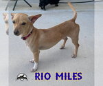 Small Photo #12 Dachshund-Unknown Mix Puppy For Sale in San Antonio, TX, USA