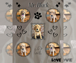 Puppy Mr Black Boy Golden Retriever