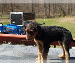 Small #7 Airedale Terrier