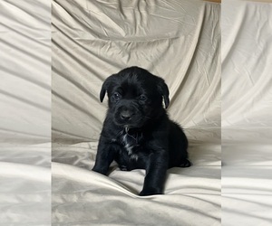 Labsky Puppy for sale in CANFIELD, OH, USA