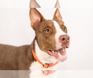 American Pit Bull Terrier-Unknown Mix Dogs for adoption in Fort Collins, CO, USA