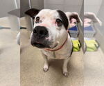 Small #5 American Pit Bull Terrier