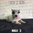 Small Photo #1 Australian Cattle Dog Puppy For Sale in JEFFERSON, SC, USA