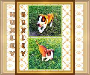 Huxley - Male American Pit Bull Terrier-Unknown Mix Dog for Adoption - Photo #20