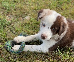 Border Collie Puppy for sale in LEXINGTON, KY, USA