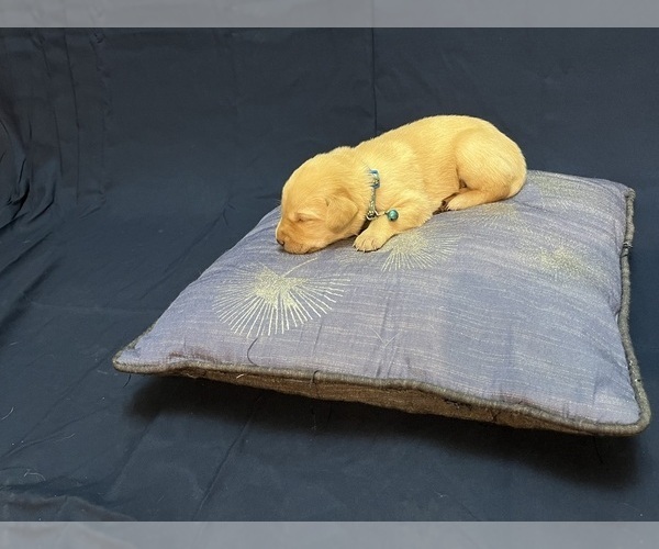 Medium Photo #11 Labrador Retriever Puppy For Sale in BARTLETT, IL, USA
