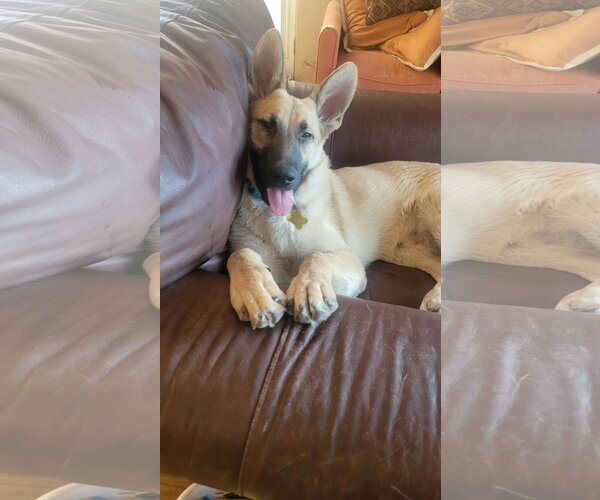 Medium Photo #5 Mutt Puppy For Sale in Sandy, UT, USA