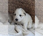 Small Photo #17 Great Pyrenees Puppy For Sale in FALCON, CO, USA